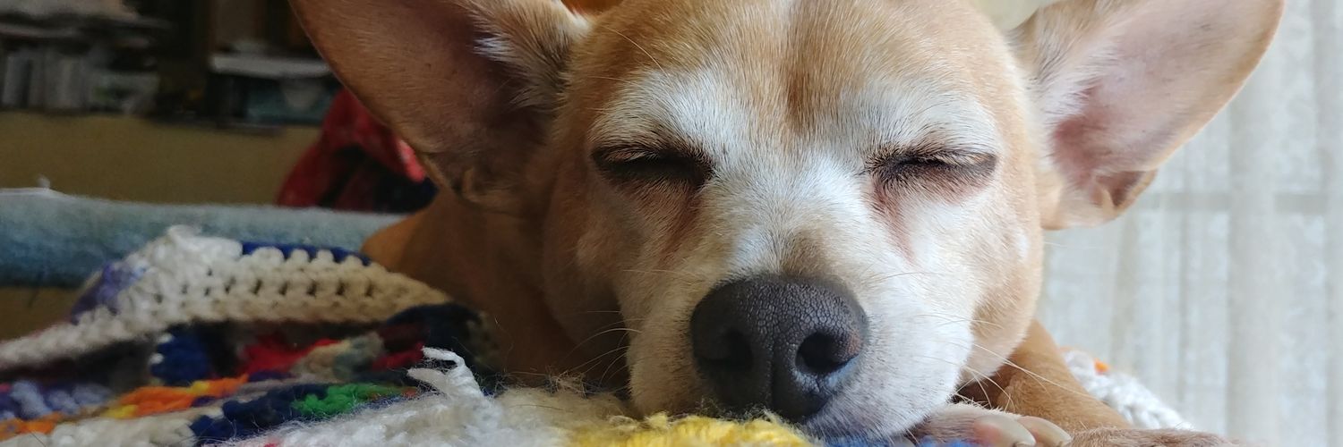 Jamerzella's profile banner image