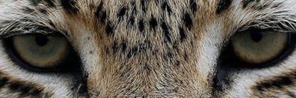 reXchillect Profile Banner