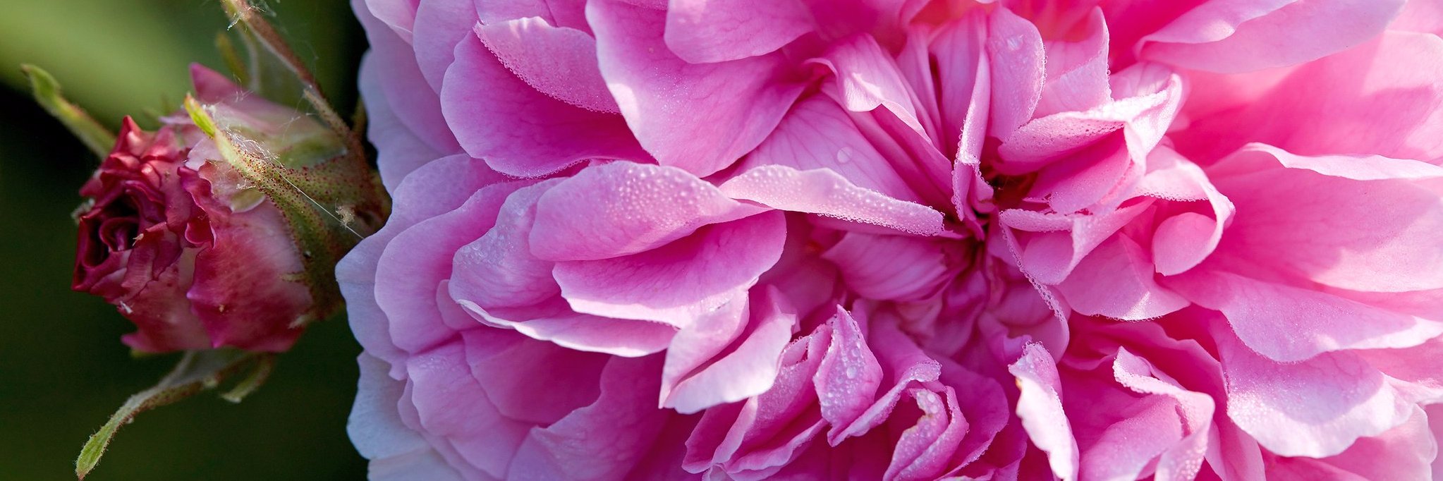 Monica Drake 👋🏾 banner