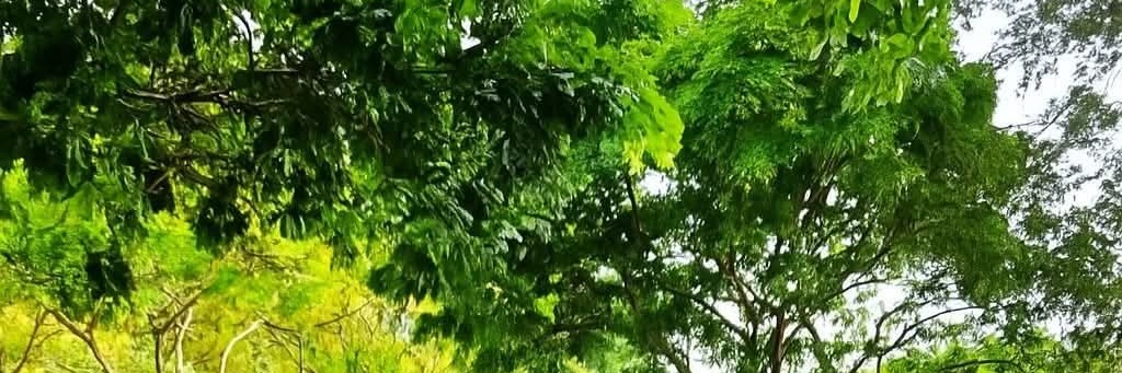 Peter Kinuthia banner