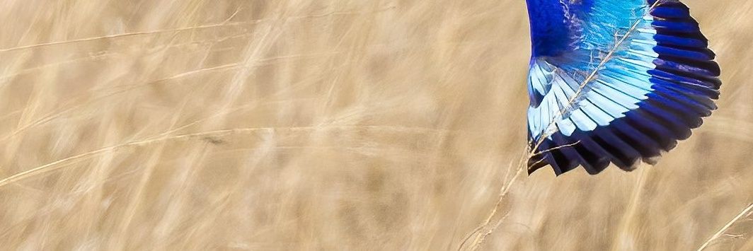 iri_rw's profile banner image