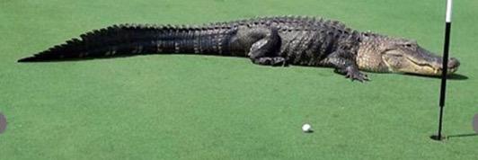 RodrigoSanchezMujica banner