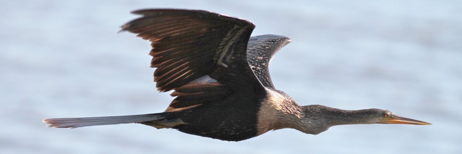 shadow - 2011 Remaster banner