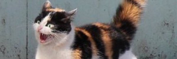 MikeIsMeForSure Profile Banner