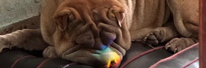 julipa🦋 CONOCI A DUA LIPA banner