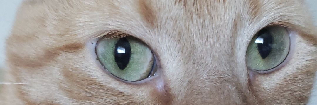 catsilverberry's profile banner image