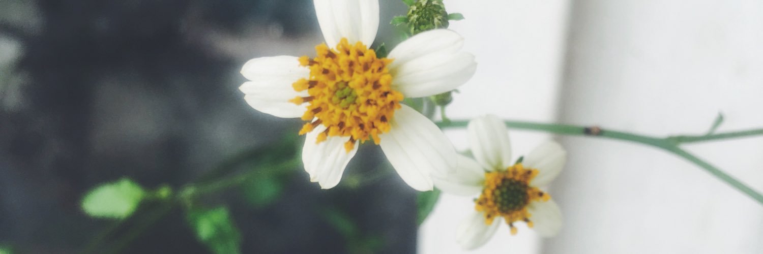 sofikiwi's profile banner image