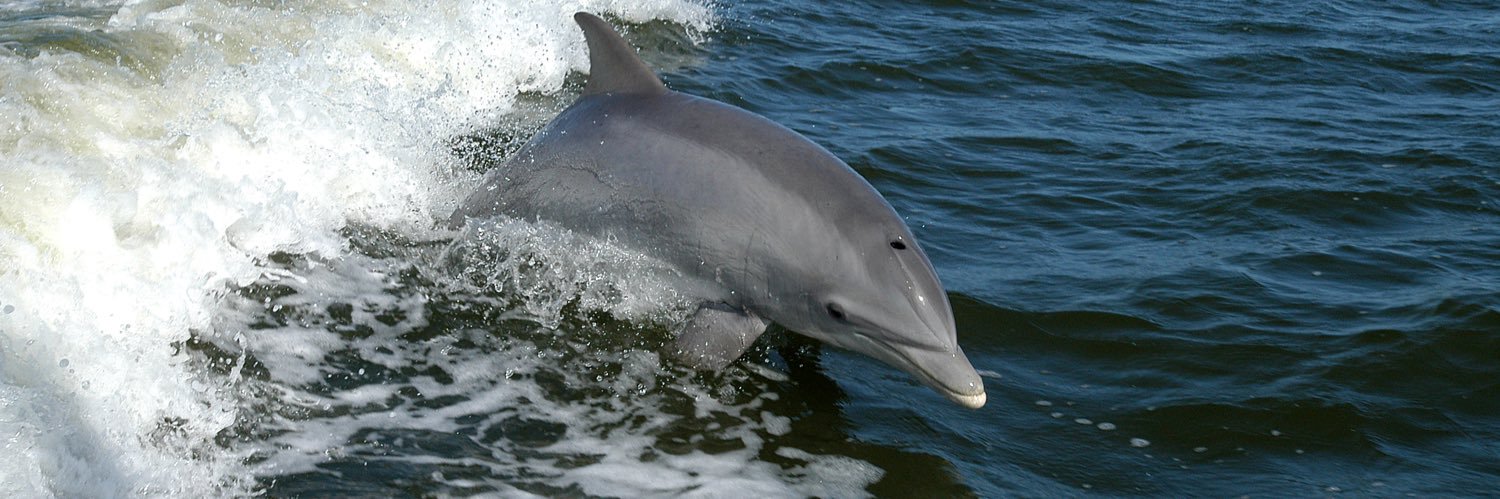 Dolphin banner