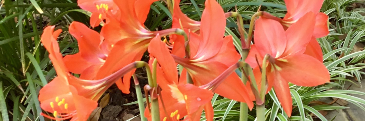 DocStephens's profile banner image