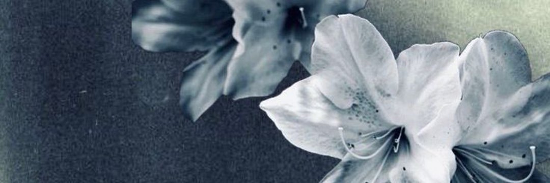 Nov🦖 banner