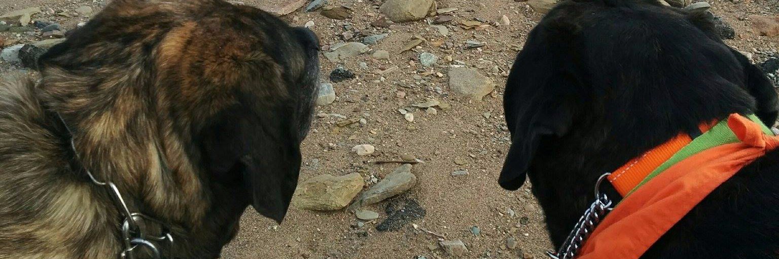 Gwen Gaudet Breneol banner