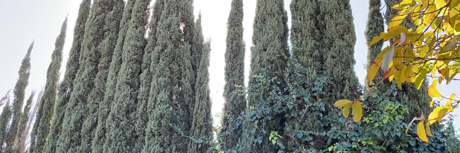 samscully's profile banner image