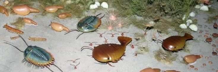 linolennic acid 𓇼 (-16 dnf) banner