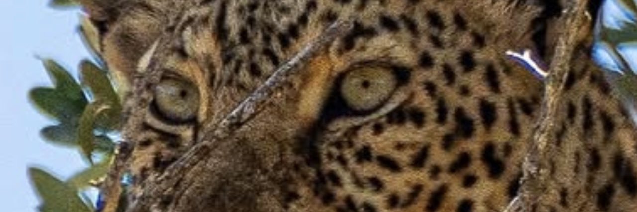 MaramAli9a's profile banner image