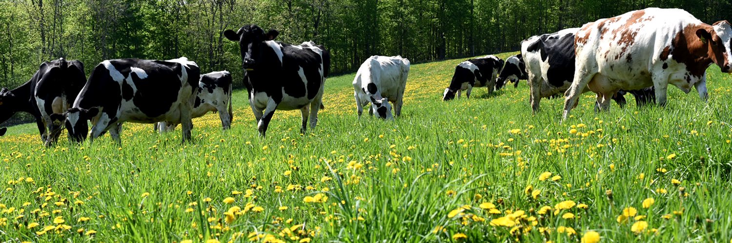 Grayson “Cattle” Robbins banner