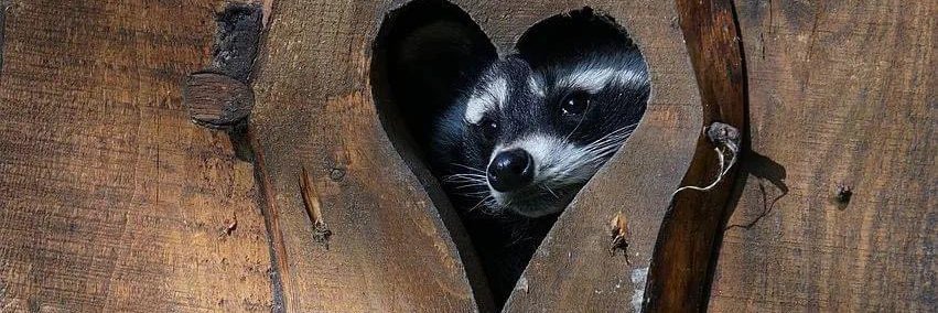 Raccoon_short's banner