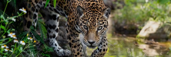 OceansTempestt Profile Banner