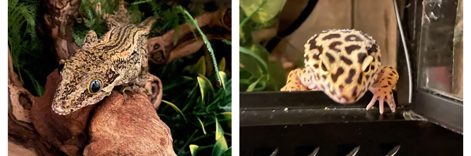 snoopet's profile banner image