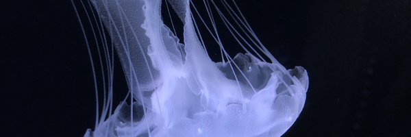 sttw355 Profile Banner