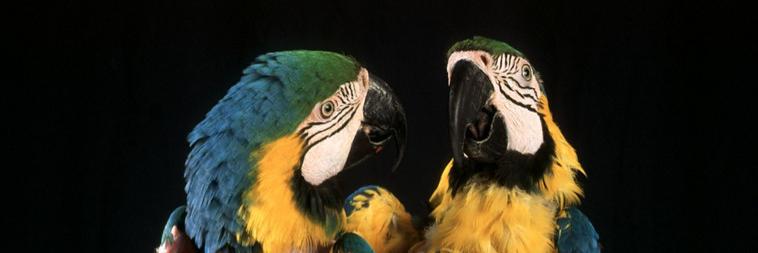 garuda_aviary's profile banner image