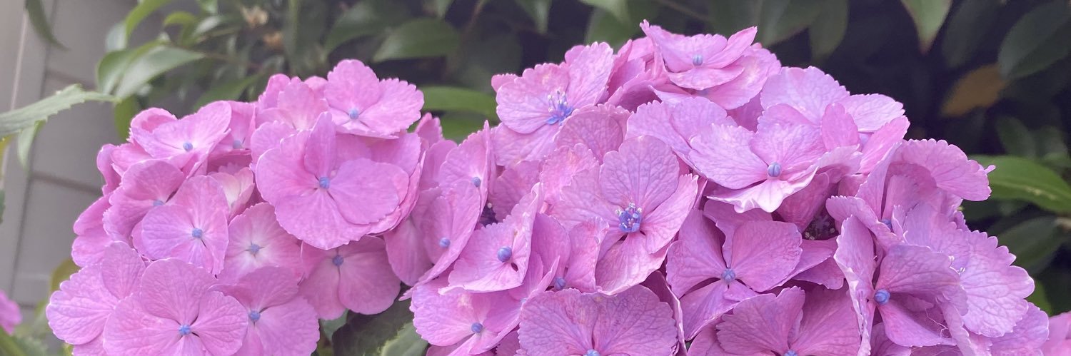 あんず【取引垢】 banner