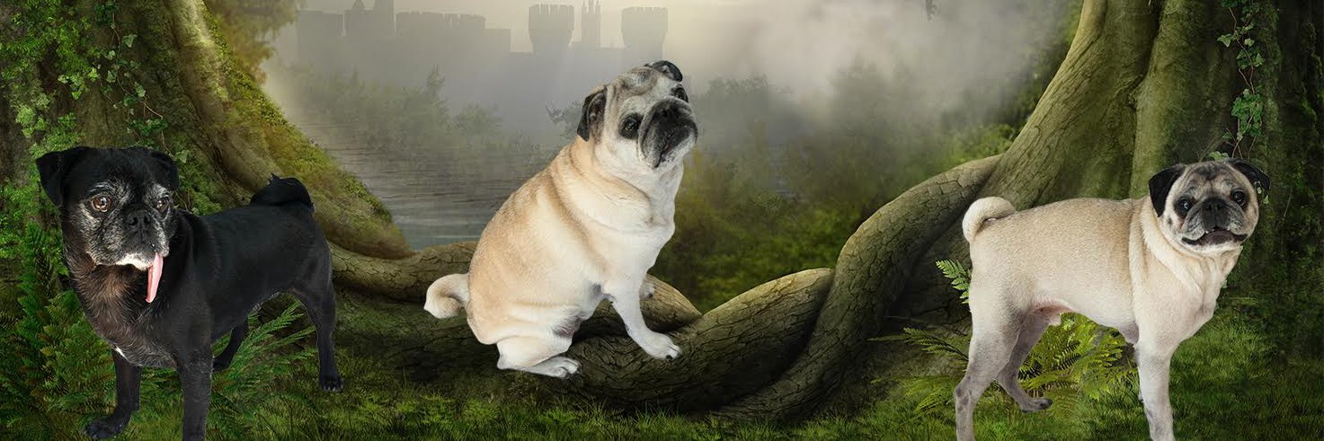 stacystern's profile banner image