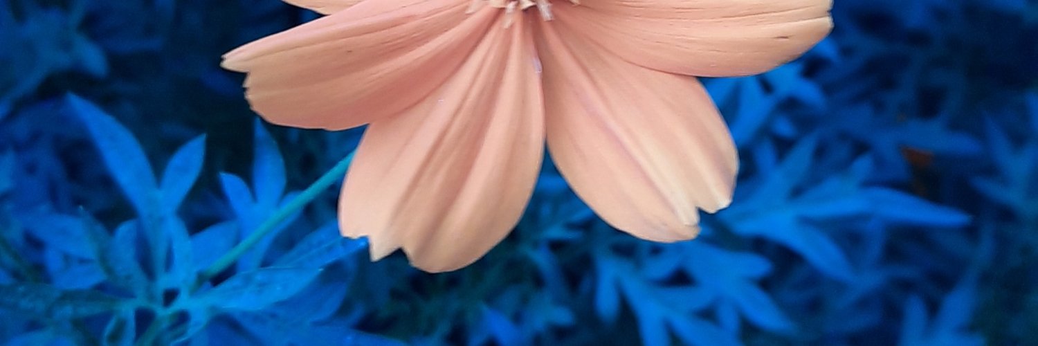 AgoengNoe's profile banner image