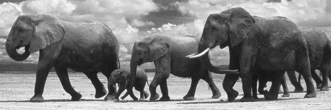 Shingai J. Mtezo banner