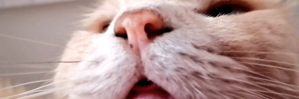 featxSHiO's profile banner image