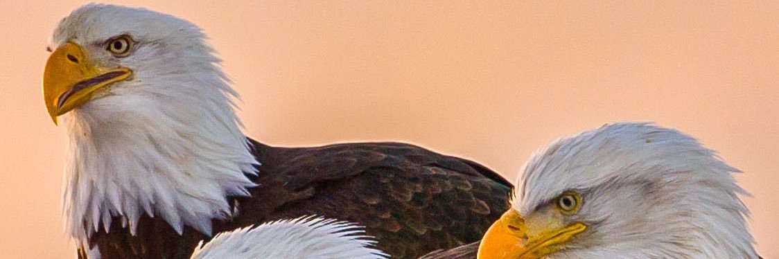 ʙᴏʟᴅʟʏ banner