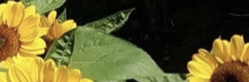 mimicreamy's profile banner image