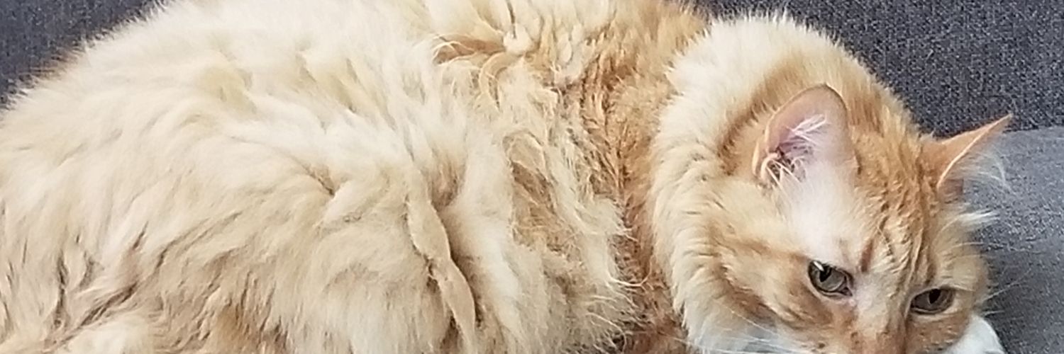 blancoantonio's profile banner image
