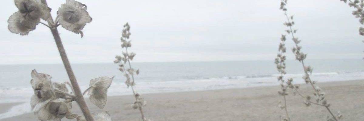 soe banner