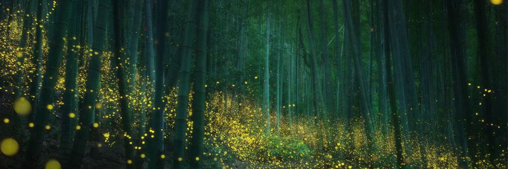 Rusty Shackleford banner