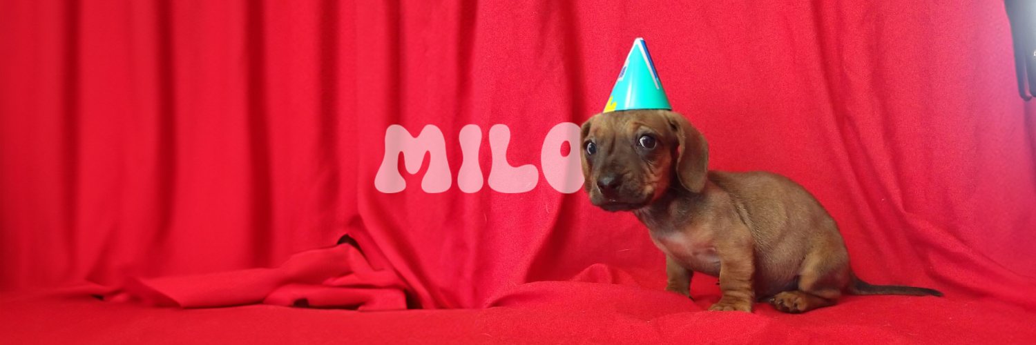 MiloOnSolona's profile banner image