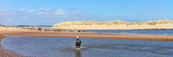 woodangus Profile Banner