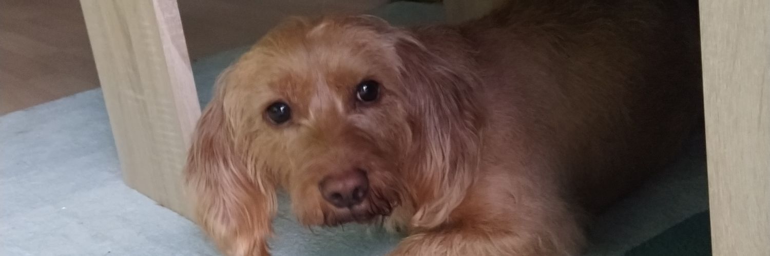 DaniPatG's profile banner image