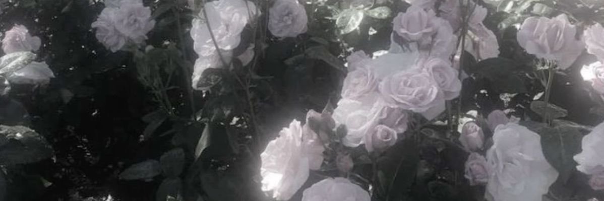 りり banner