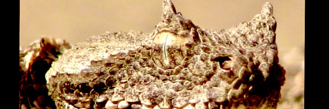 @Aryan_Vattan banner