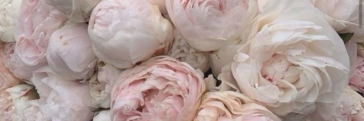 𝓑𝓮𝓵𝓵𝓮 banner