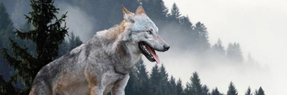 TheWolf__Man banner