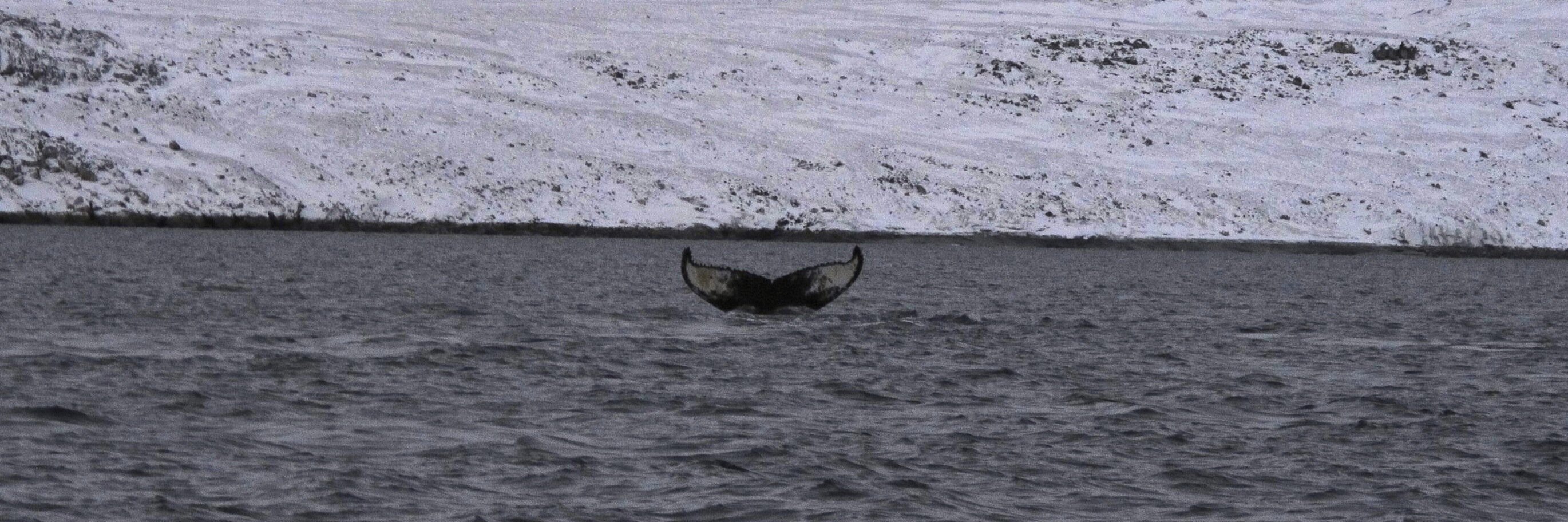 Tobias Wikström banner