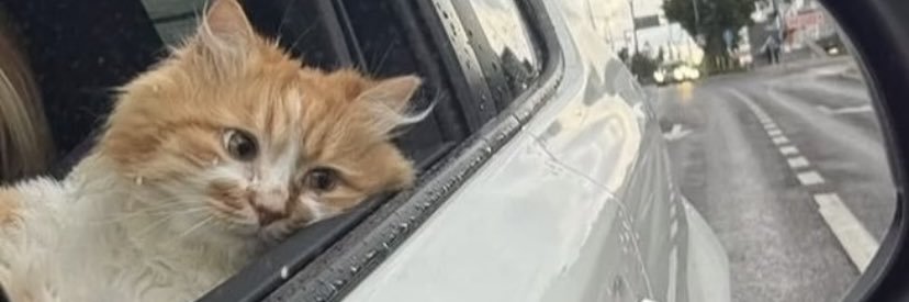 𝓔𝓼𝓮𝓷 banner