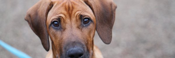 alvdahl Profile Banner