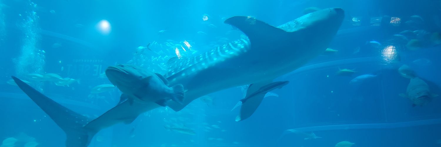 きらり@取引垢【プロカ必読】 banner