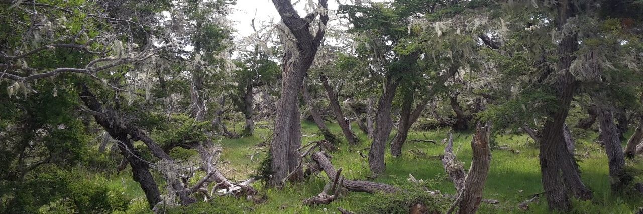 Martín H. Mónaco banner