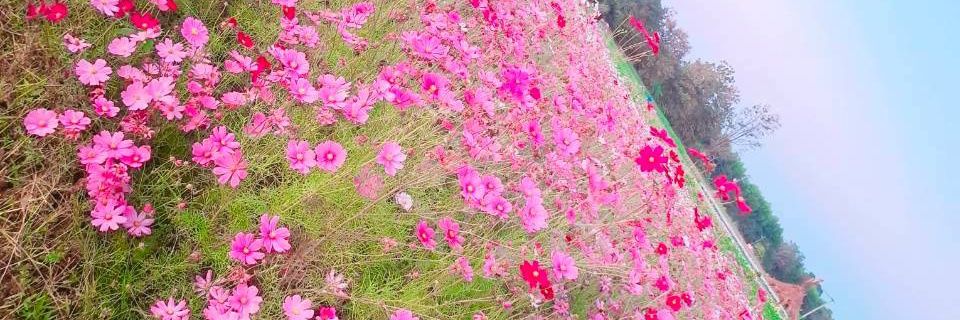 Ordinary_couple banner