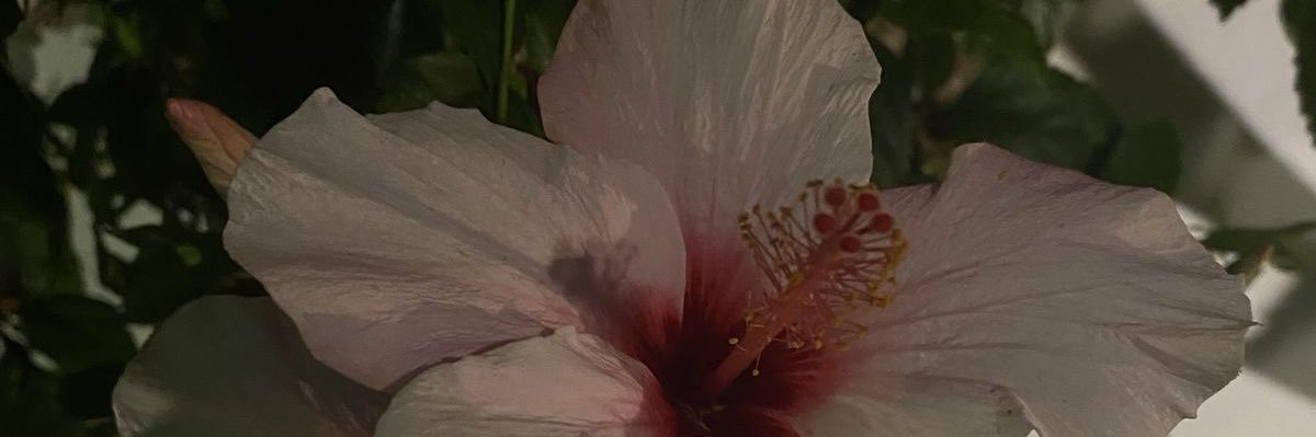 𝐿𝓊𝓍𝑒𐙚 banner