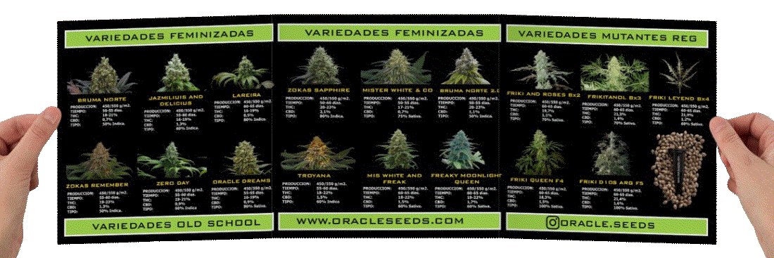 Oʀᴀᴄʟᴇ Sᴇᴇᴅs Oғɪᴄɪᴀʟ® 🇪🇸 banner