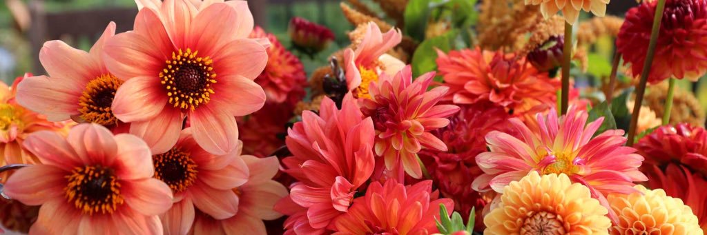 Jenna Hill-Lyle banner